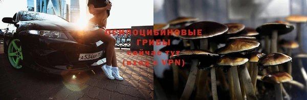 прущие грибы Горняк